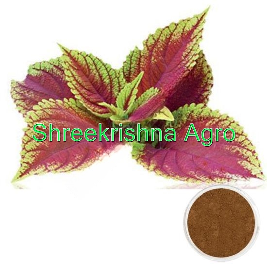 Coleus Forskolin Extract