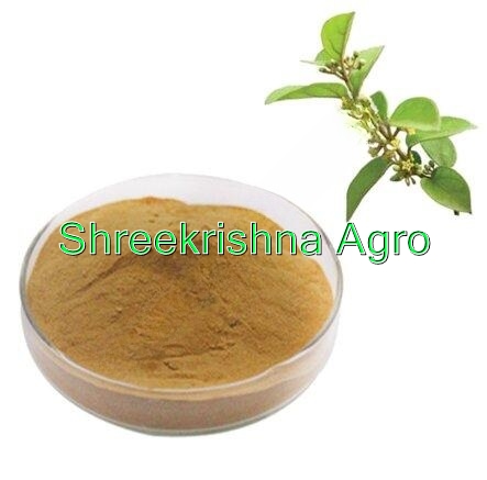 Gymnema Sylvestre Extract