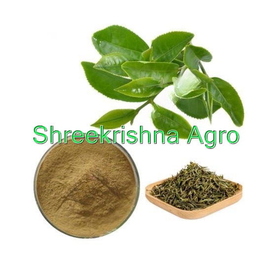 Camellia Sinensis Extract