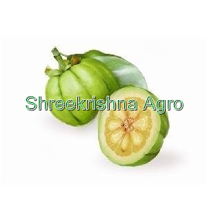 Garcinia Cambogia Extract