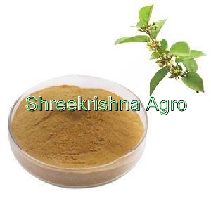 Gymnema Sylvestre Extract